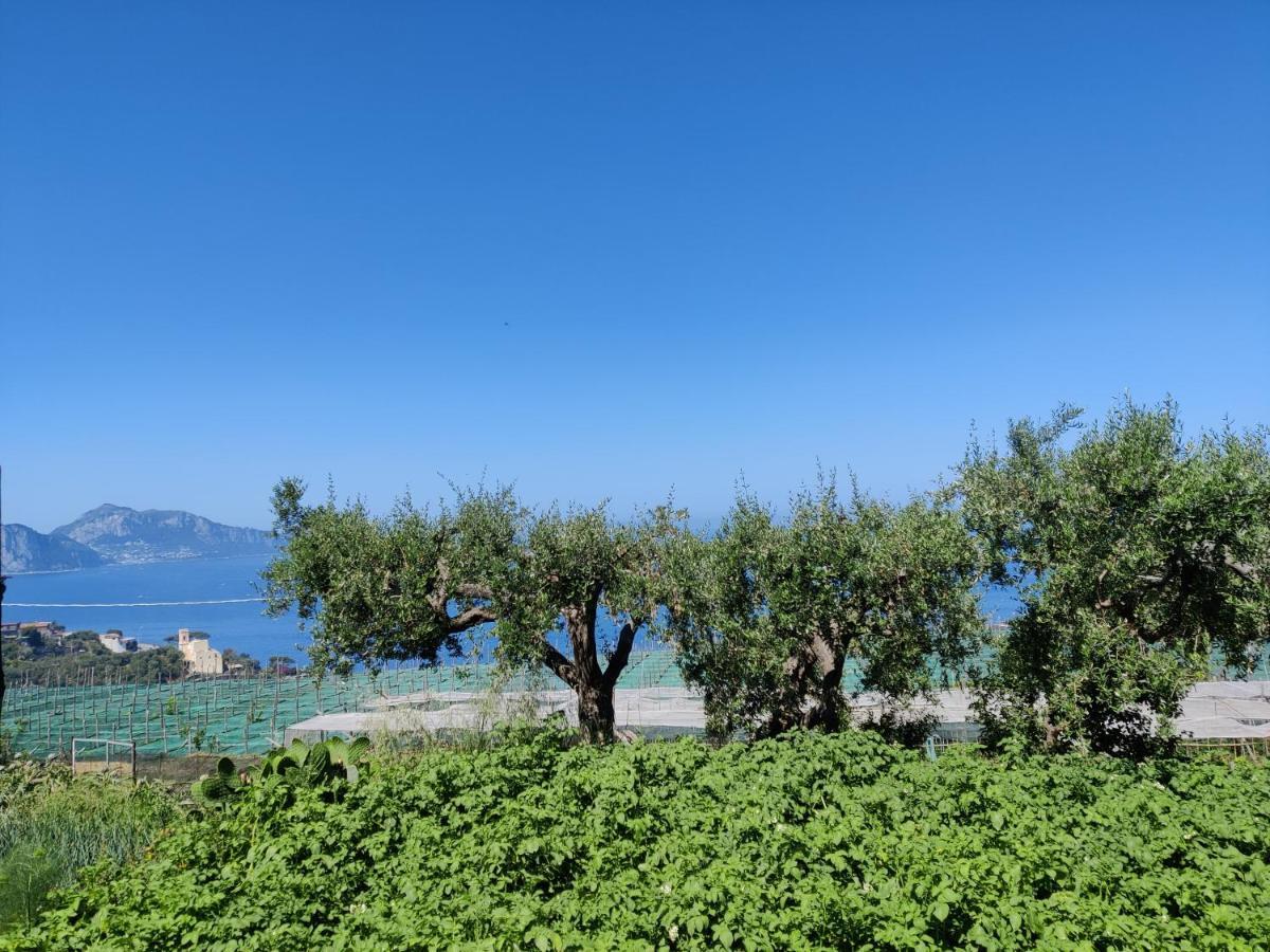 Apartamento Il Nido Del Gabbiano Massa Lubrense Exterior foto